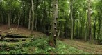 Beech tree decay by Fomes fomentarius