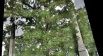 Bur Oak (Quercus macrocarpa), Allegheny Cemetery II