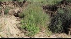 gully erosion