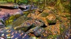 Cockermouth River in Fall