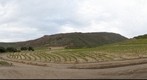 Wine vines north of Ensenada