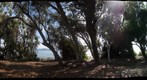 100930 Santa Barbara Shores Bluff eucalyptus trees to oil tanker in Channel, Ellwood, Goleta, California, Pacific Ocean