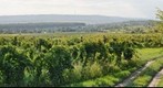 Vineyards near Sopron