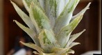 Ananas comosus