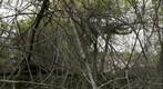 Butcher's Branch Tangle