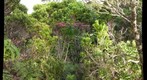 Kauai Kolii
