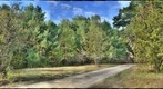 apple trees in meadow 10 3 2010