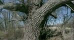 Tree on Snickersville Turnpike