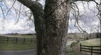 Lucy B.'s Sycamore