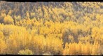 Golden Aspen Forest