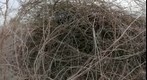Muddy Tangle