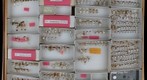 Cicadellidae 106