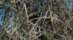 Hollow Oak Tangle