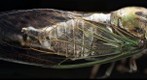 Cicada wing