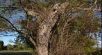 Dying tree and tangle