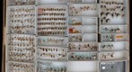 Cicadellidae 15