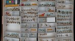 Cicadellidae 14