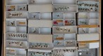 Cicadellidae 13