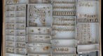 Cicadellidae 33
