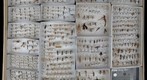 Ichneumonidae Receiving 10