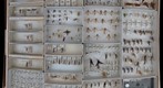 Ichneumonidae Receiving 12