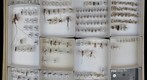Ichneumonidae Receiving 13