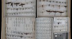 Ichneumonidae Receiving 14