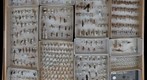 Ichneumonidae Receiving 15