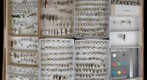 Ichneumonidae Receiving 17 &amp; Stephanidae
