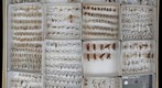 Ichneumonidae Receiving 16