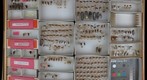 Cicadellidae 76