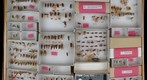 Cicadellidae 80