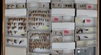 Cicadellidae 69