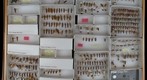 Cicadellidae 70
