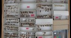 Cicadellidae 73
