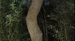 Tree and bamboo with flash