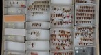 Cicadellidae 119