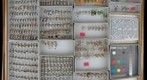 Cicadellidae 92