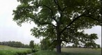 Stream and Tree in a Field on Hollow Oak Road
