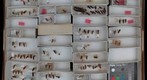 Cicadellidae 121