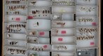 Cicadellidae 122