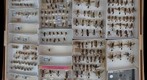 Sphecidae 13