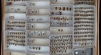 Sphecidae 12
