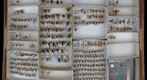 Sphecidae 11