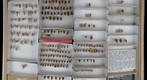 Rhopalostomatidae &amp; Sphecidae 1