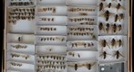 Sphecidae 7