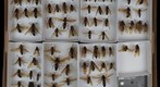 Sphecidae 7.1