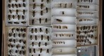 Sphecidae 8