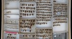 Sphecidae 10
