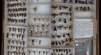 Sphecidae 13.1
